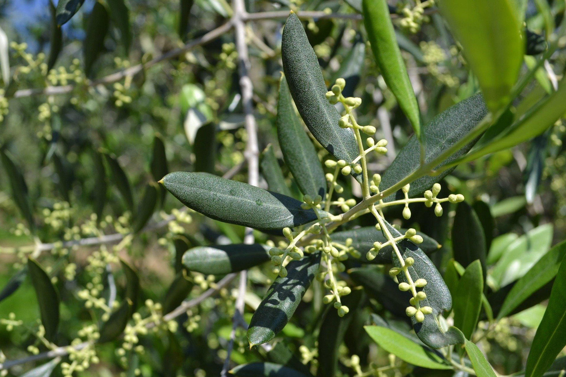 rameaux-olivier
